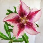 Planta Simples 2645 – 30cm – 02 anos