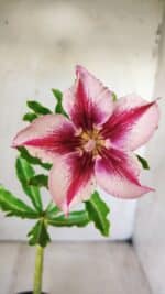 Planta Simples 2645 – 30cm – 02 anos