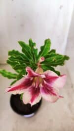 Planta Simples 2645 – 30cm – 02 anos - Imagem 4