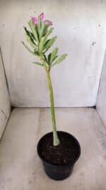 Planta Simples 2645 – 30cm – 02 anos - Imagem 6