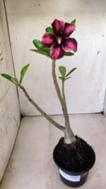 Planta Simples 2646 – 40cm – 03 anos - Imagem 2