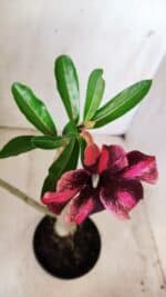 Planta Simples 2646 – 40cm – 03 anos - Imagem 4