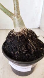 Planta Simples 2646 – 40cm – 03 anos - Imagem 6