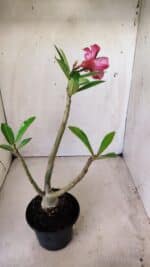 Planta Simples 2646 – 40cm – 03 anos - Imagem 5