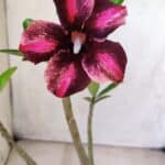 Planta Simples 2646 – 40cm – 03 anos