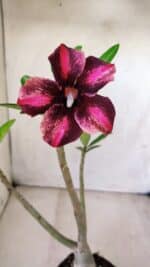 Planta Simples 2646 – 40cm – 03 anos