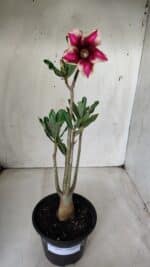 Planta Simples 2647 – 30cm – 02 anos - Imagem 2