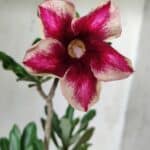 Planta Simples 2647 – 30cm – 02 anos