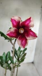 Planta Simples 2647 – 30cm – 02 anos