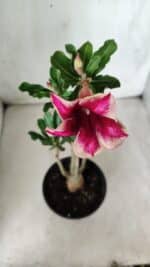 Planta Simples 2647 – 30cm – 02 anos - Imagem 4