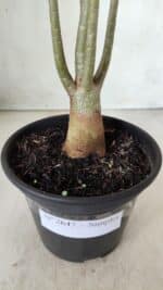 Planta Simples 2647 – 30cm – 02 anos - Imagem 5