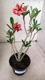 Planta Simples 2648 – 30cm – 02 anos - Imagem 2