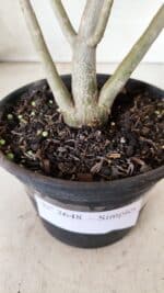 Planta Simples 2648 – 30cm – 02 anos - Imagem 8