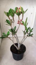 Planta Simples 2648 – 30cm – 02 anos - Imagem 7