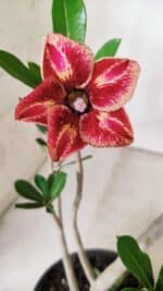 Planta Simples 2648 – 30cm – 02 anos - Imagem 4