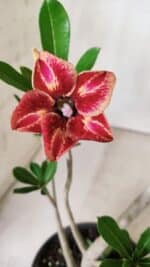 Planta Simples 2648 – 30cm – 02 anos