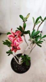 Planta Simples 2648 – 30cm – 02 anos - Imagem 5