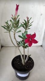 Planta Simples 2649 – 30cm – 02 anos - Imagem 2