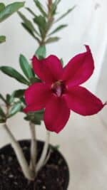 Planta Simples 2649 – 30cm – 02 anos - Imagem 5