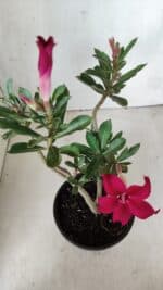 Planta Simples 2649 – 30cm – 02 anos - Imagem 4