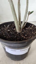 Planta Simples 2649 – 30cm – 02 anos - Imagem 7