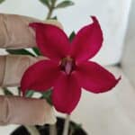 Planta Simples 2649 – 30cm – 02 anos