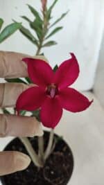 Planta Simples 2649 – 30cm – 02 anos