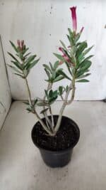 Planta Simples 2649 – 30cm – 02 anos - Imagem 6