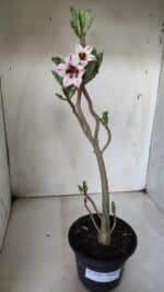 Planta Simples 2650 – 30cm – 02 anos - Imagem 2