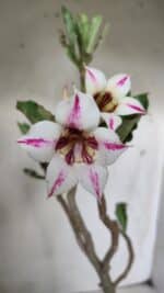 Planta Simples 2650 – 30cm – 02 anos