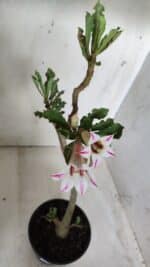 Planta Simples 2650 – 30cm – 02 anos - Imagem 5