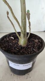 Planta Simples 2650 – 30cm – 02 anos - Imagem 8