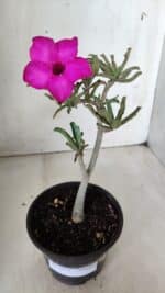 Planta Simples 2652 – 25cm – 02 anos - Imagem 2