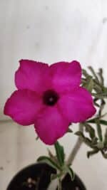 Planta Simples 2652 – 25cm – 02 anos