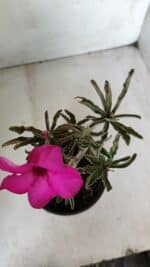 Planta Simples 2652 – 25cm – 02 anos - Imagem 4