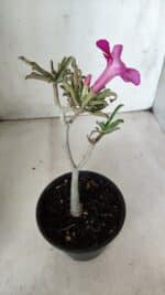 Planta Simples 2652 – 25cm – 02 anos - Imagem 5