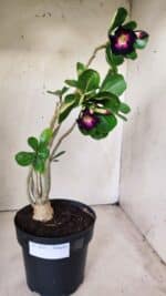 Planta Simples 2653 – 40cm – 03 anos - Imagem 2