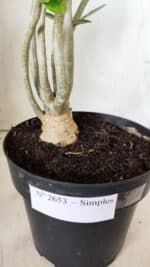 Planta Simples 2653 – 40cm – 03 anos - Imagem 7