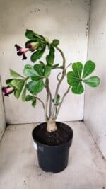 Planta Simples 2653 – 40cm – 03 anos - Imagem 4