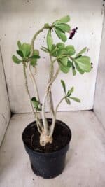 Planta Simples 2653 – 40cm – 03 anos - Imagem 6