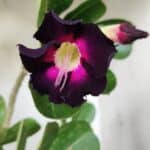 Planta Simples 2653 – 40cm – 03 anos