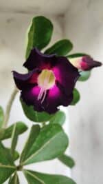 Planta Simples 2653 – 40cm – 03 anos