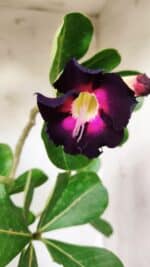 Planta Simples 2653 – 40cm – 03 anos - Imagem 3