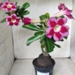 Planta Simples 2654 – 35cm – 03 anos