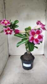 Planta Simples 2654 – 35cm – 03 anos