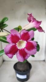 Planta Simples 2654 – 35cm – 03 anos - Imagem 3