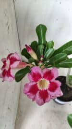 Planta Simples 2654 – 35cm – 03 anos - Imagem 5