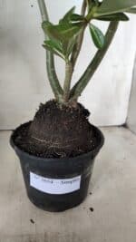 Planta Simples 2654 – 35cm – 03 anos - Imagem 6