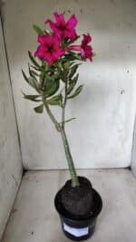 Planta Simples 2655 – 35cm – 03 anos - Imagem 2