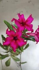 Planta Simples 2655 – 35cm – 03 anos